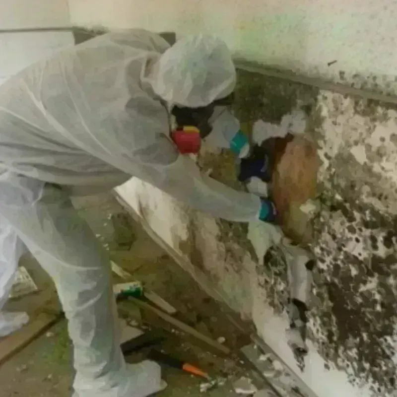 Mold Remediation and Removal in Hale Center, TX